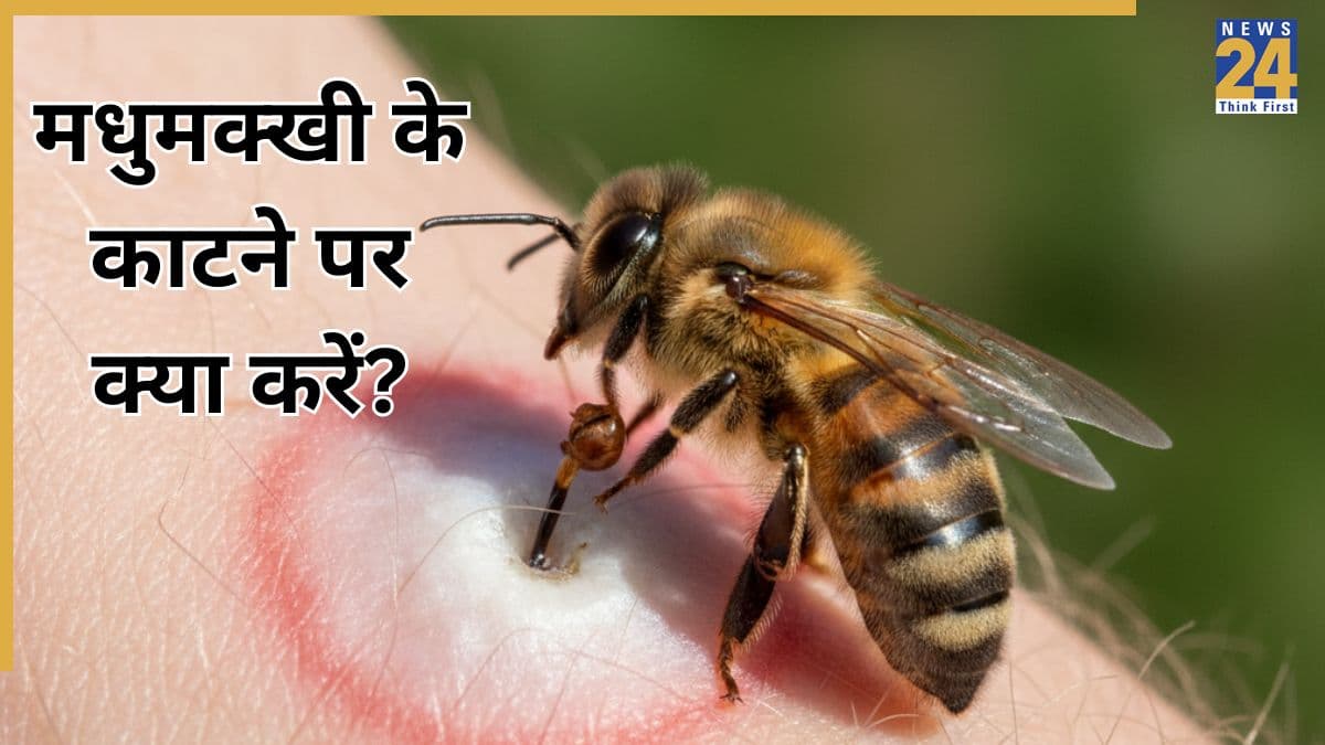 मधुमक्खी के काटने पर क्या लगाने से जहर तुरंत उतर जाता है? यहां जानिए असरदार घरेलू उपाय