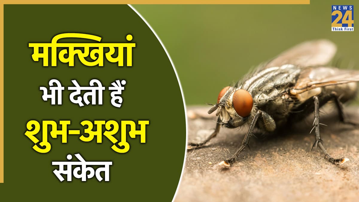 घर में अचानक मक्खियों का मंडराना कैसा होता है? शकुन शास्त्र में बताए भविष्य से जुड़े संकेत