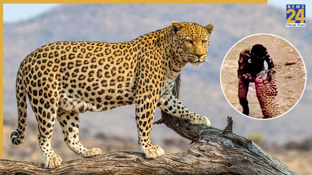 leopard