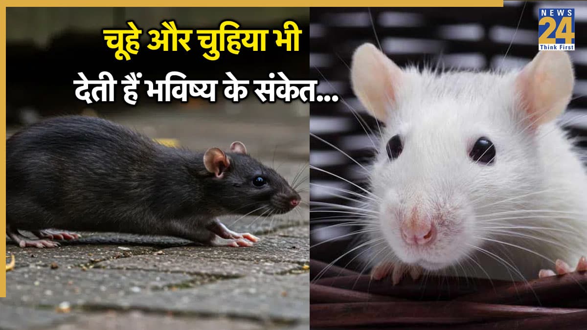 घर में चुहिया का घूमना या बार-बार चूहों का दिखना कैसा होता है? शकुन शास्त्र से जानें शुभ-अशुभ संकेत