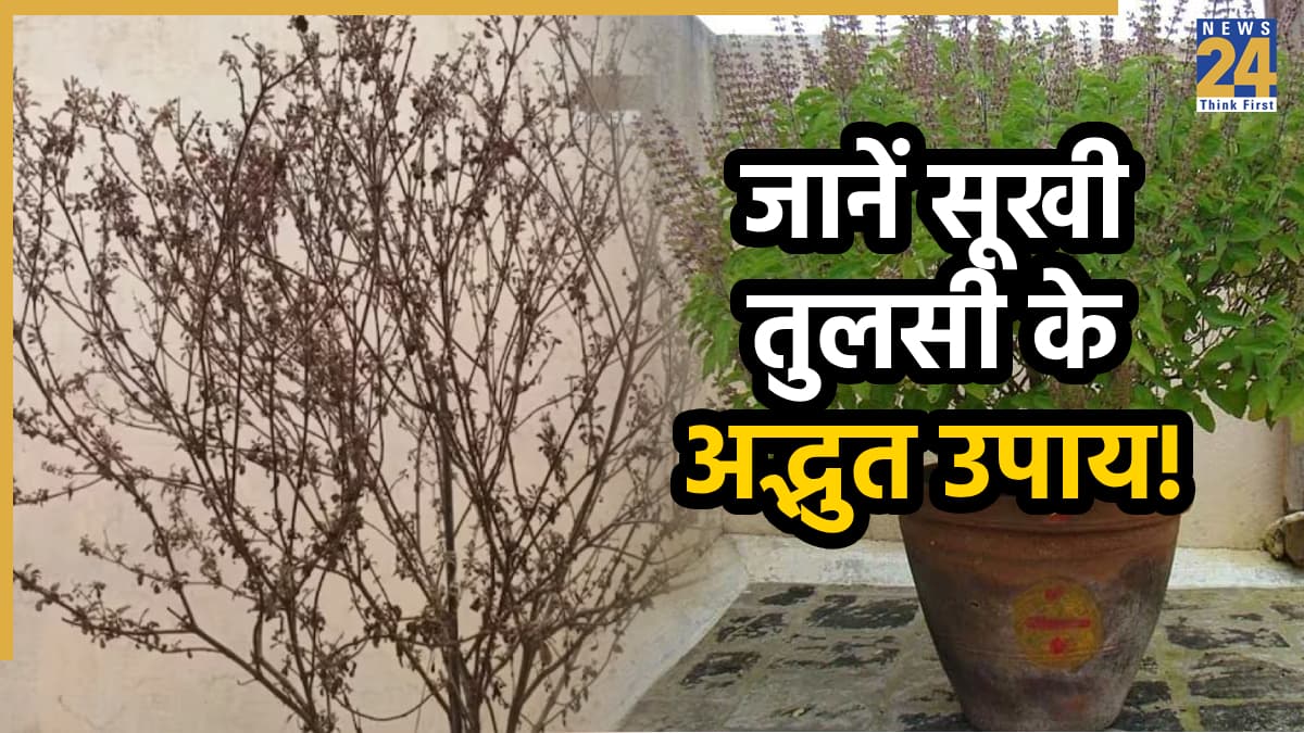 Tulsi Manjari Upay: सूखी तुलसी और मंजरी का क्या करें? जानें इसके इसके धार्मिक और ज्योतिषीय उपाय