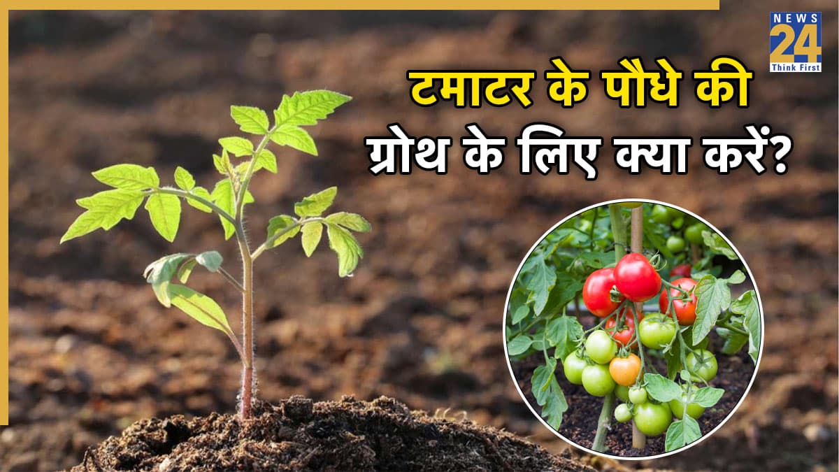 Tomatoes Plant Care: मुफ्त में पाएं टोकरी भर-भर के टमाटर, बस मिट्टी में मिला दें माली की बताई ये चीजें, होगी पैसे की बचत