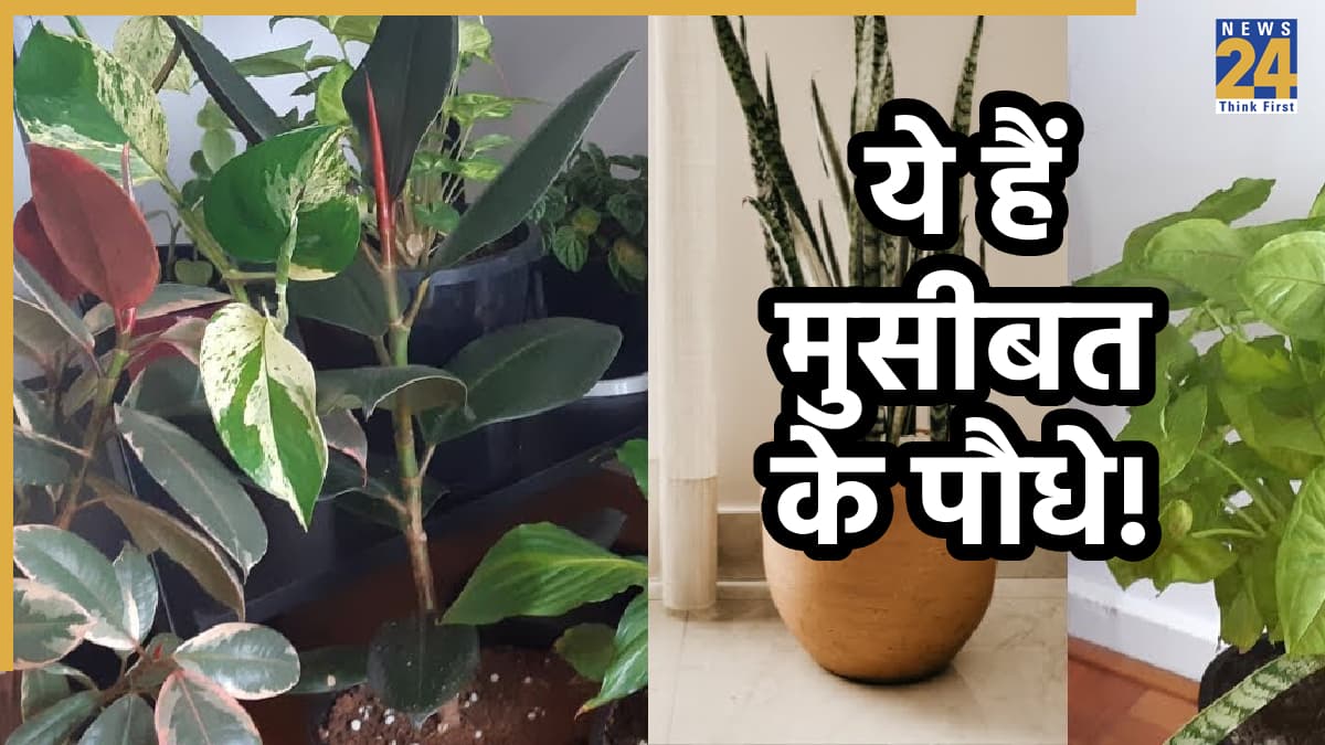 Plant Vastu Tips: ये हैं अशुभता बढ़ाने वाले 7 पौधे, भूल से भी घर के पास न लगाएं ये टॉक्सिक प्लांट