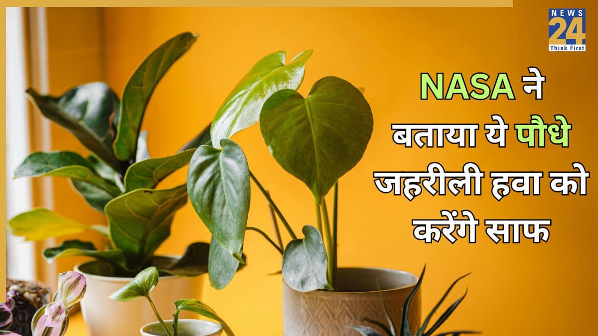 कौन सा पौधा 24/7 ऑक्सीजन देता है? NASA के वैज्ञानिकों ने बताया कौन सा पौधा प्राकृतिक रूप से हवा को साफ करता है