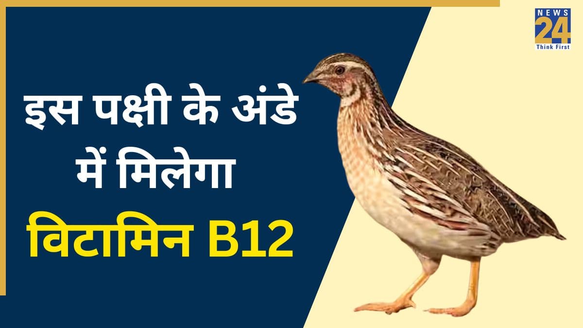 मुर्गी नहीं, सर्दियों में रोजाना खाएं इस पक्षी का अंडा, आज ही डाइट में यूं करें शामिल