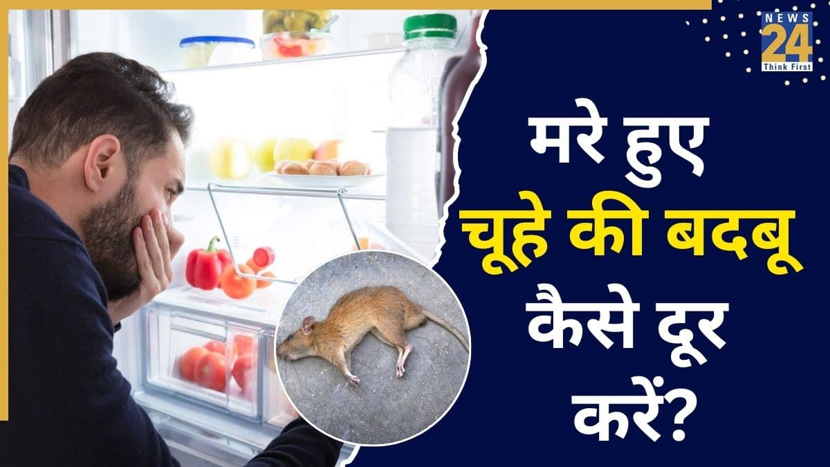 फ्रिज के नीचे से आ रही है मरे हुए चूहे की बदबू? तुरंत करें ये 6 काम, स्मेल हो जाएगी छूमंतर