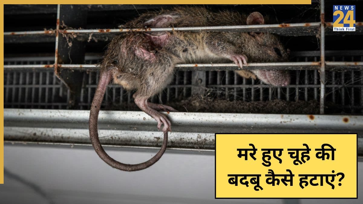 मरे हुए चूहे की बदबू कैसे हटेगी? यहां जानिए रसोई, कमरे और AC से मृत चूहे की गंध कैसे निकालें