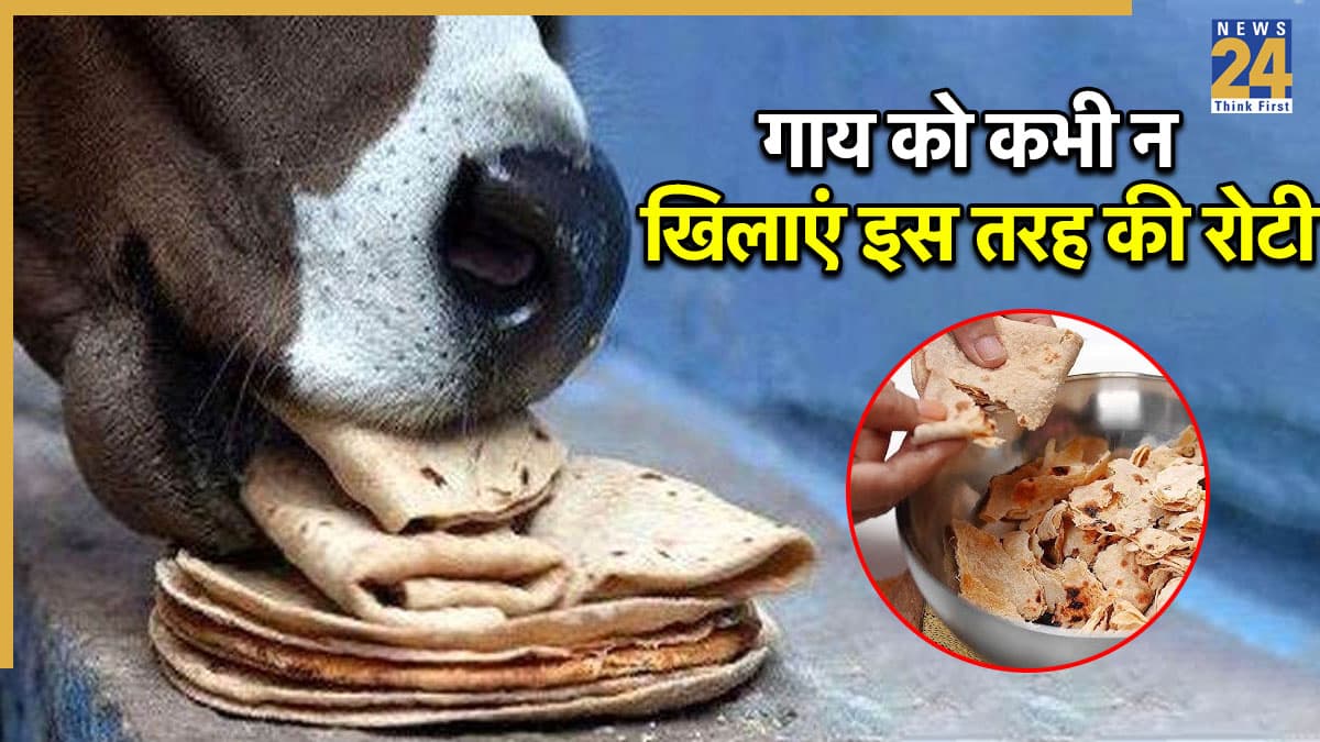 Grah Dosh: क्या आप भी गाय को खिलाते हैं रोटी? न करें ये गलतियां, लग सकता है ग्रह दोष