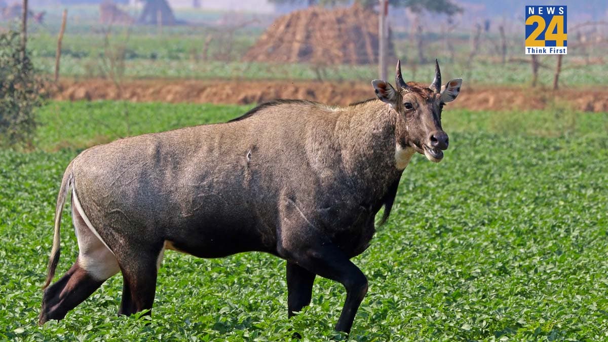 रजाई में शहर, खेतों में पहरा: बिहार में नीलगाय के आतंक से जूझ रहे किसान