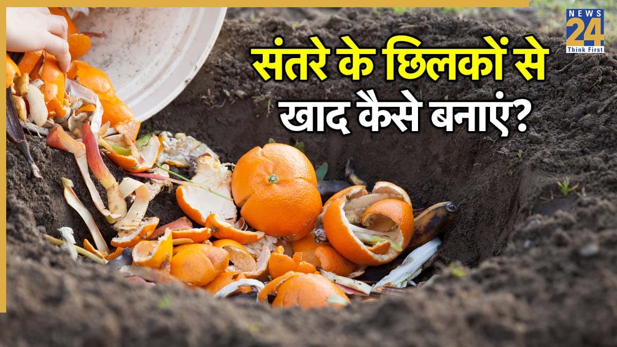 Orange Peel For Plants: संतरे के छिलके से बनाएं ऑर्गेनिक खाद, बगीचा रहेगा एकदम हरा-भरा
