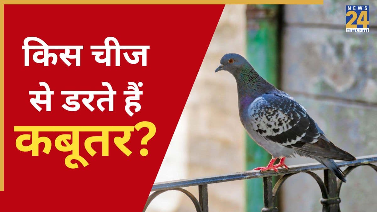 Pigeon Keep Away: किचन की खिड़की खोलते ही आ जाते हैं ढेरों कबूतर? इस काली चीज से मिलेगा छुटकारा, देखते ही थरथर कांपेंगे