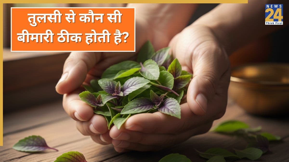 तुलसी से कौन सी बीमारी ठीक होती है? यहां जानिए रोजाना तुलसी के पत्ते खाने से क्या होता है