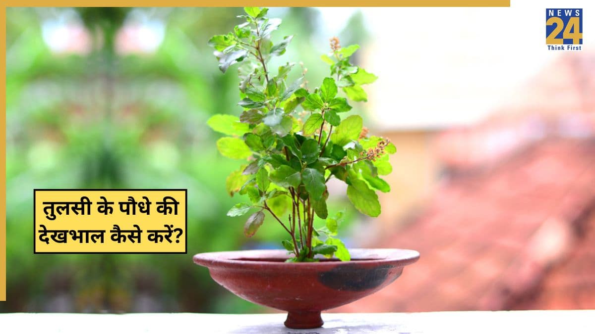 Tulsi Plant: सूखी हुई तुलसी को हरा भरा कैसे करें? जानिए सर्दियों में पानी डालने से पहले मिट्टी में कौन-सी सफेद चीज डालनी चाहिए