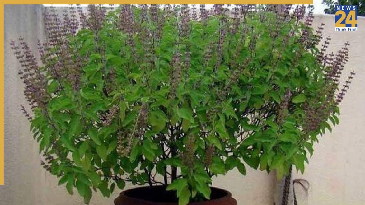 Tulsi Signs: क्या संकेत देता है तुलसी पर ओस की बूंदें और सुगंध का तेज होना, जानिए तुलसी के शुभ-अशुभ संकेत