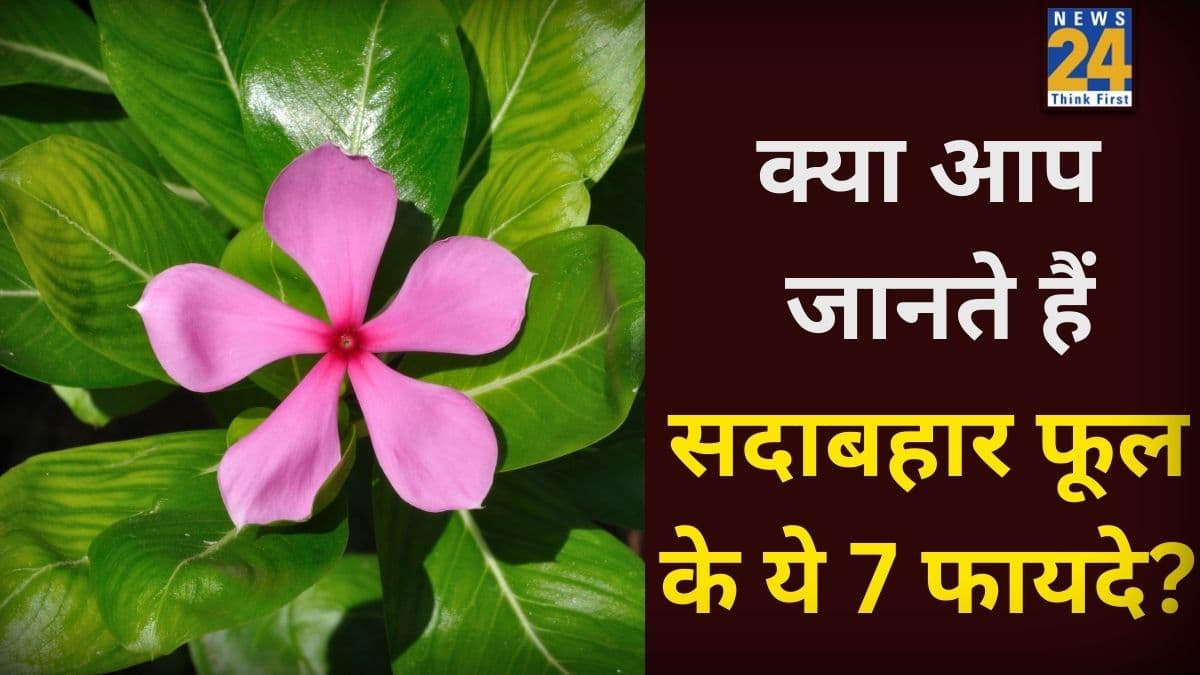क्या आप जानते हैं सदाबहार फूल के ये 7 फायदे? आचार्य बालकृष्ण ने बताया किस बीमारी में काम आते हैं ये फूल