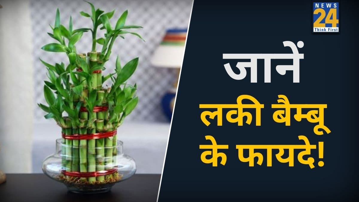 Feng Shui Money Tips: फेंगशुई में ये कहलाता है गरीबी भगाने वाला पौधा, घर की इस दिशा में लगाने से तुरंत होता है आर्थिक लाभ