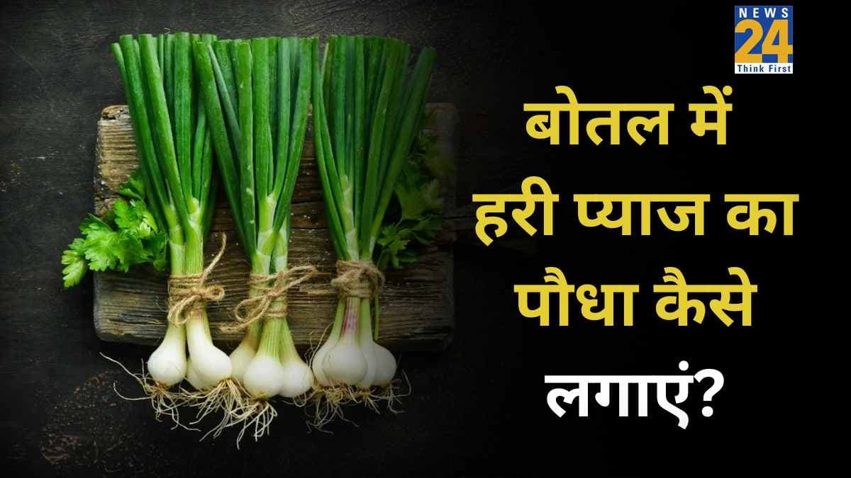 क्या घर पर उगाई जा सकती है हरी प्याज? यहां जानिए प्लास्टिक की बोतल में पौधा लगाने का आसान तरीका