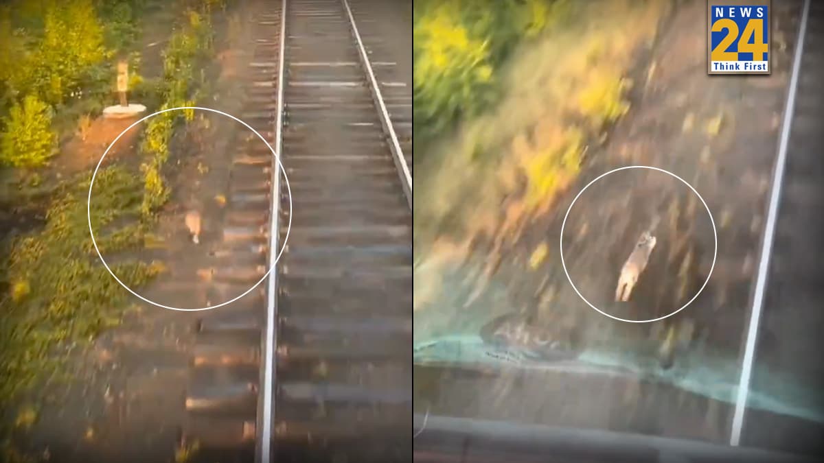 Viral Video: कछुए नहीं, खरगोश ने ट्रेन के साथ लगाई जबरदस्त रेस, आखिर किसकी हुई जीत, देखें वीडियो