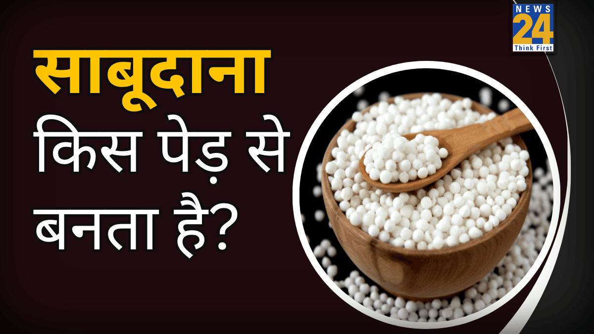 कभी आपने सोचा है किस पौधे की जड़ों से बनता है साबूदाना? ज्यादातर लोग नहीं जानते होंगे इससे जुड़े ये रोचक तथ्य