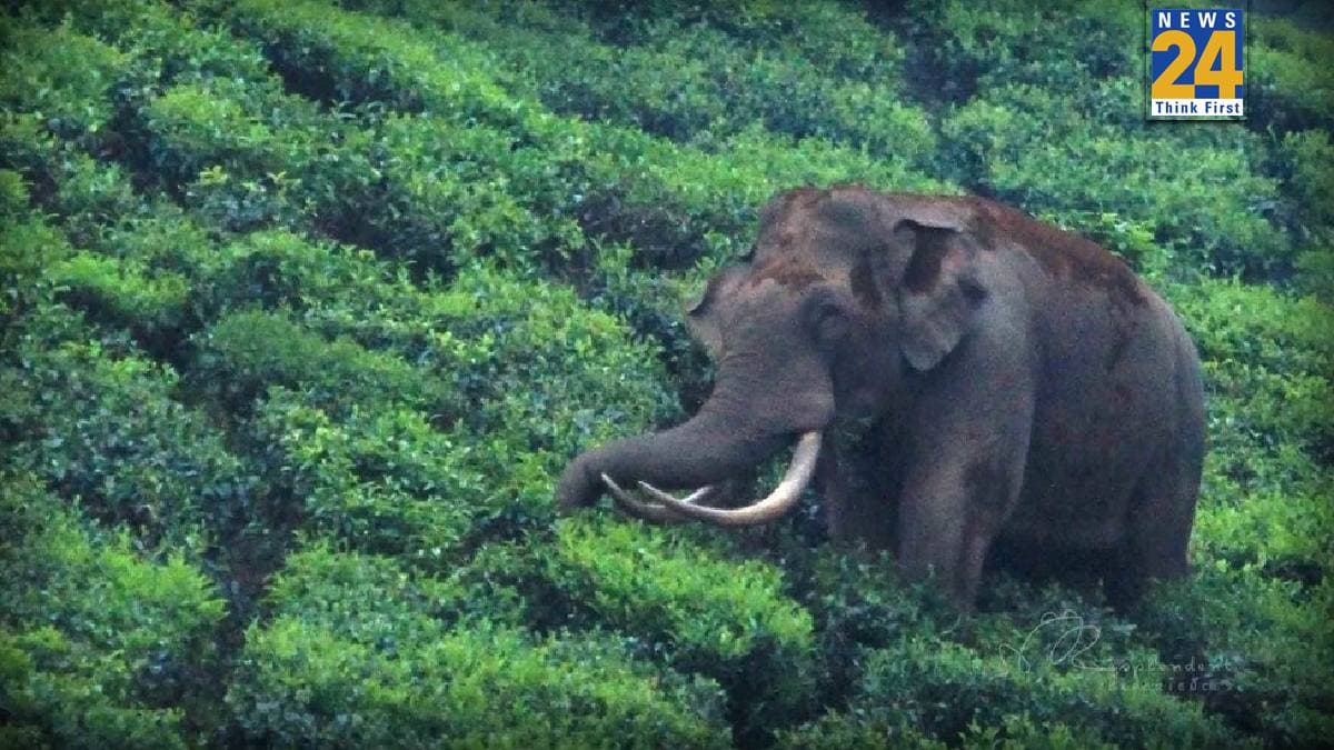 Wild Elephant