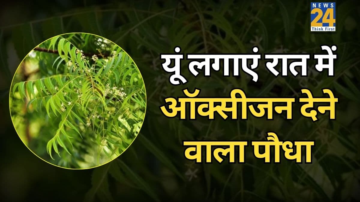 घर में आज ही लगाएं पूरी रात ऑक्सीजन देने वाला ये पौधा, खूबसूरती के साथ मिलेगी प्रदूषण से राहत