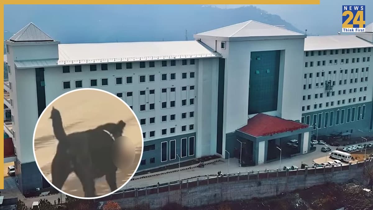 अस्पताल के बाहर 'मानव अंग' मुंह में दबाए घूमता दिखा कुत्ता, Video वायरल होने पर प्रशासन में मचा हड़कंप