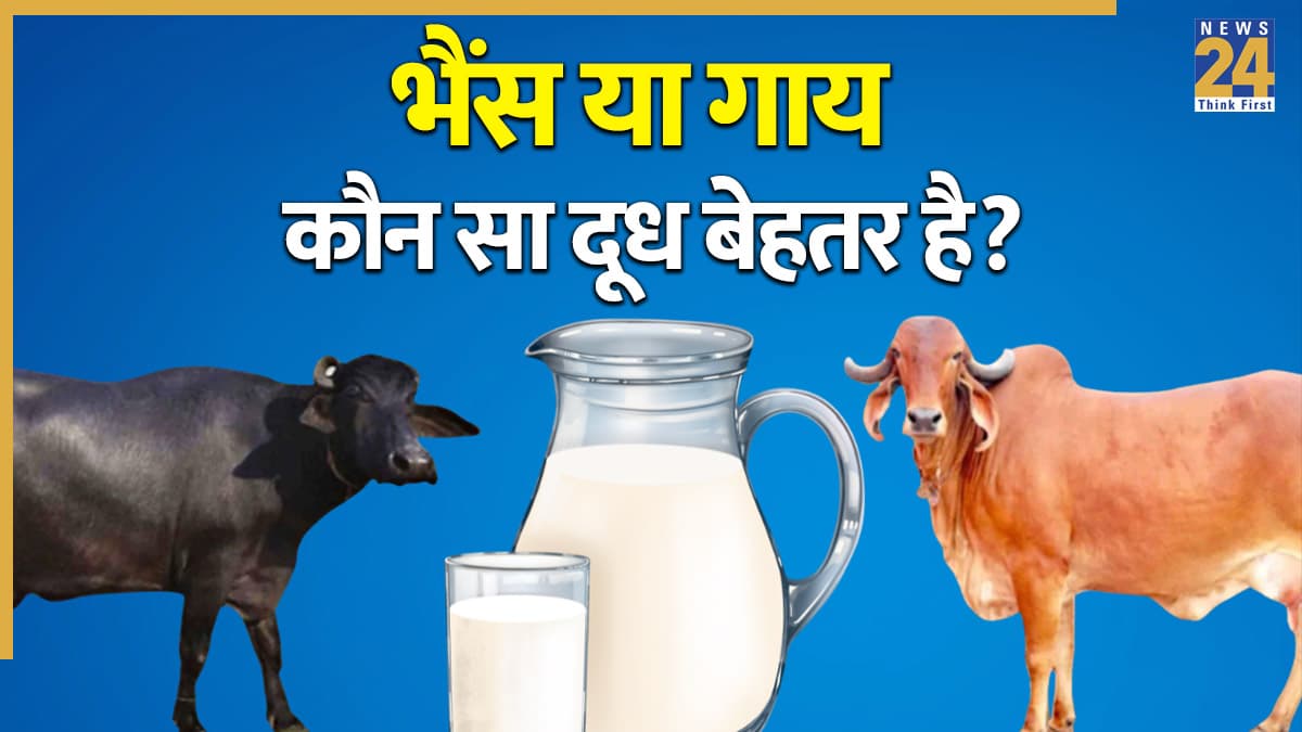 गाय का दूध या भैंस का दूध… आयुर्वेद में कौन-सा है बेस्ट? यहां जानिए आचार्य मनीष जी की क्या है राय