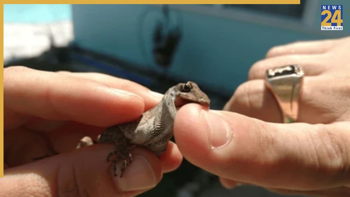 Lizard Bite Treatment