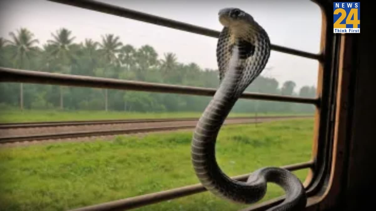 सावधान! आपकी ट्रेन में किंग कोबरा तो नहीं? रेलवे बना जहरीले जीवों के लिए यात्रा का नया साधन, हैरान कर देगी ये स्टडी
