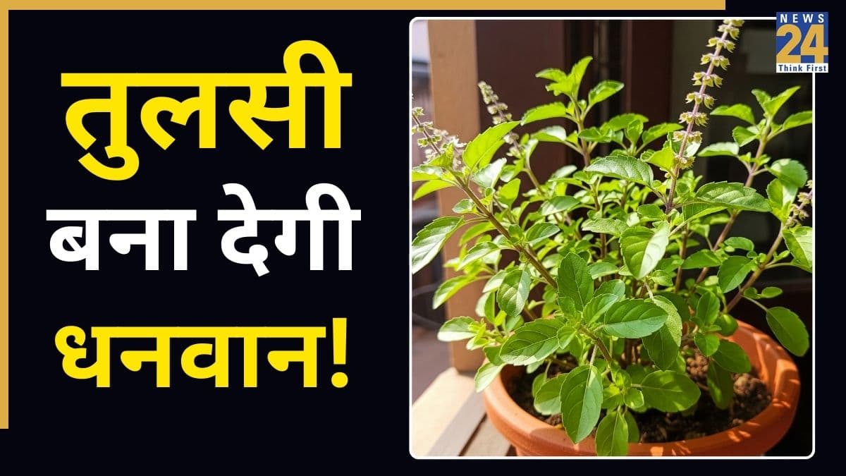 Tulsi ke Upay: तुलसी में आ जाए ये एक चीज, तुरंत करें ये 5 काम, कमाई होगी बंपर; घर में बरसेगा पैसा