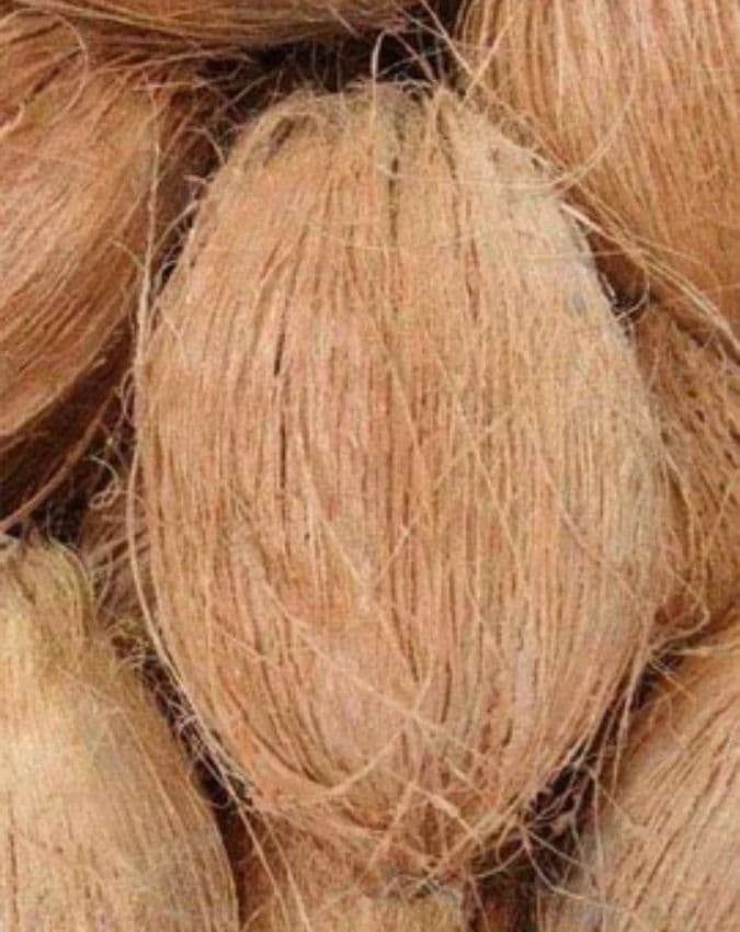 सूखे नारियल पर रोक की वजह