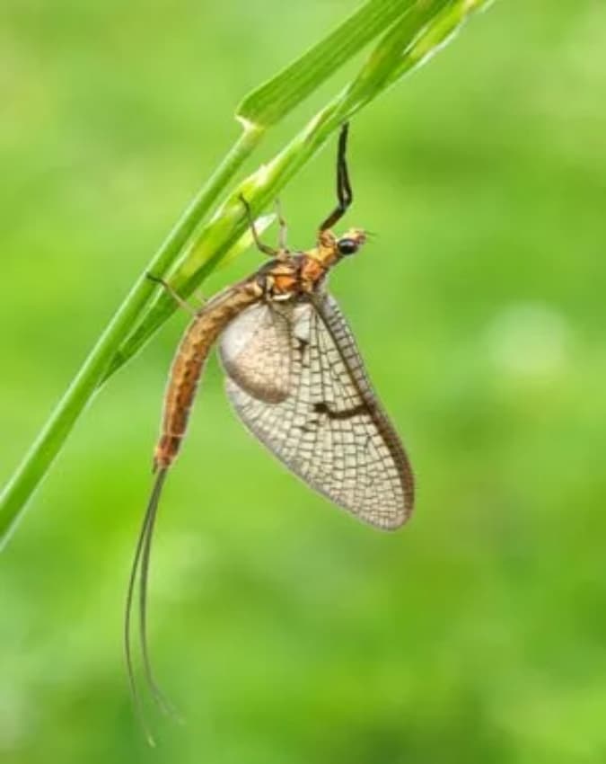 मेफ्लाई (Mayfly)