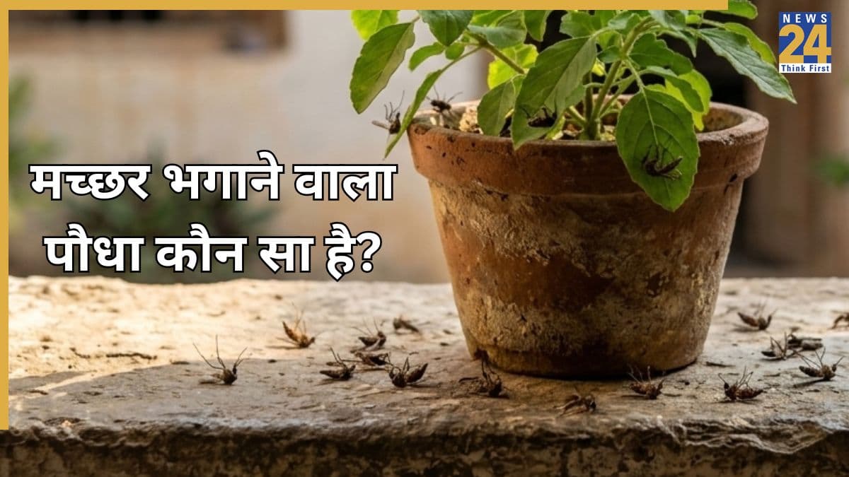 मच्छर भगाने हैं तो आज ही ले आइए यह पौधा, इसकी गंध से भागने लगते हैं Mosquitoes