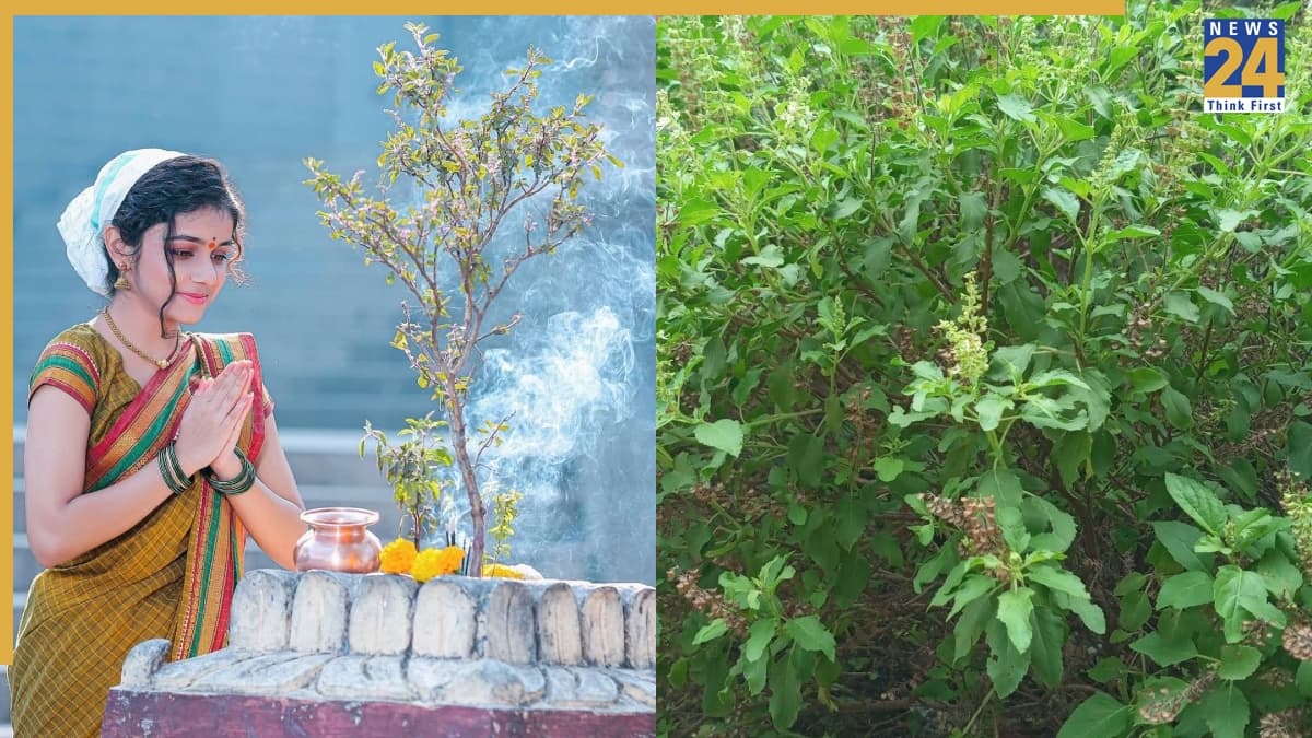 तुलसी के पौधे के पास कौन-कौन सा पौधा गलती से भी नहीं लगाना चाहिए?