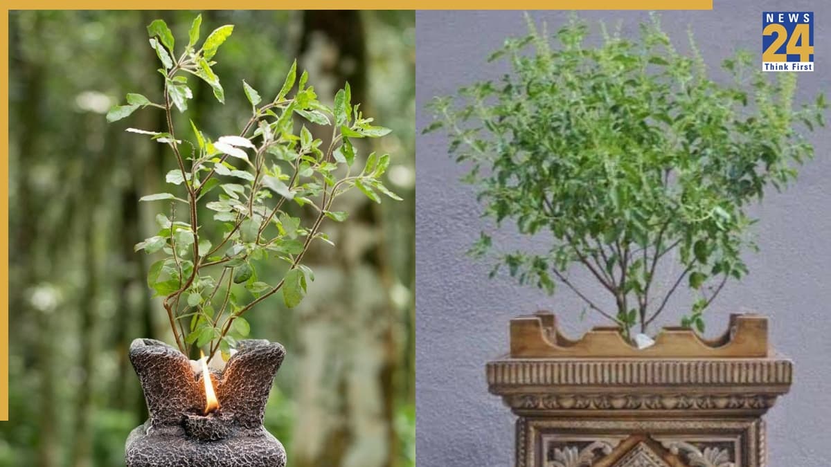 तुलसी का पौधा सूखने की टेंशन खत्म! बस डालें ये घरेलू चीजें, देखें कैसे बढ़ेगी घर की रौनक