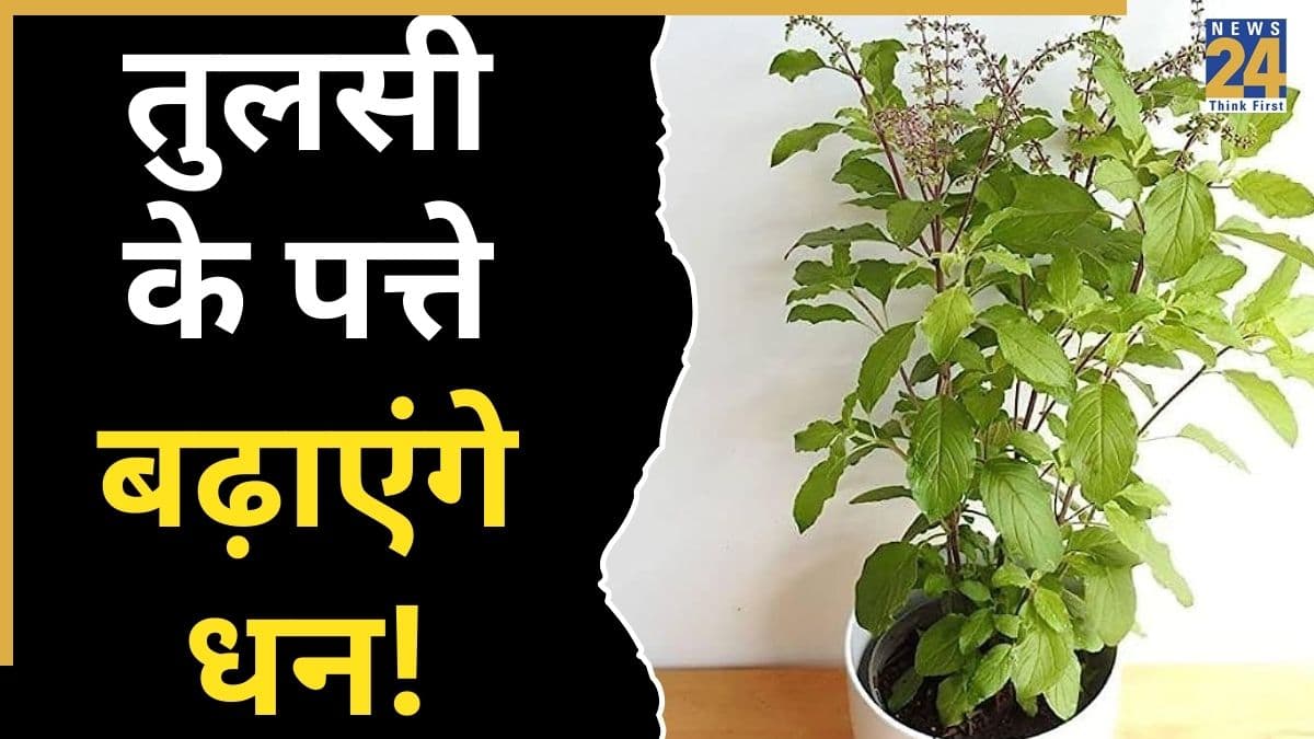Tulsi ke Upay: तुलसी के पत्तों के इन उपायों से नहीं रहेगी धन की कमी, हाथ में टिकने लगेगा पैसा