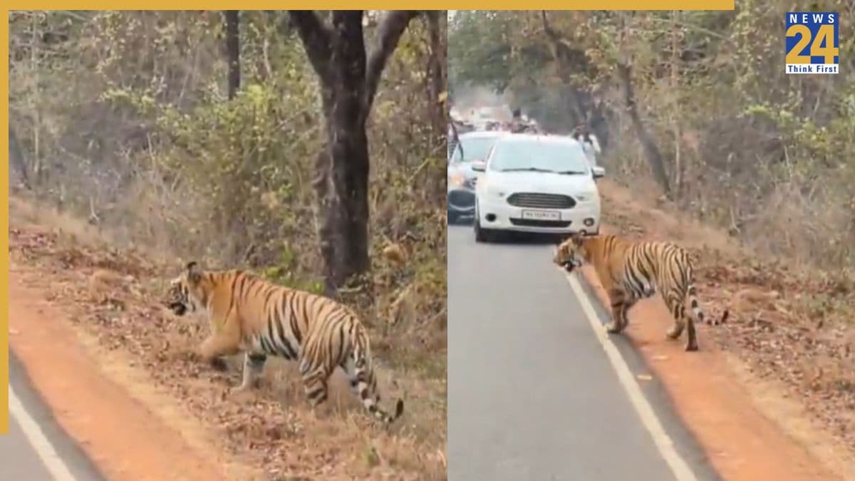 सड़क पार कर रहे बाघ को देखकर लोगों ने मचा दी अफरा-तफरी, वीडियो वायरल