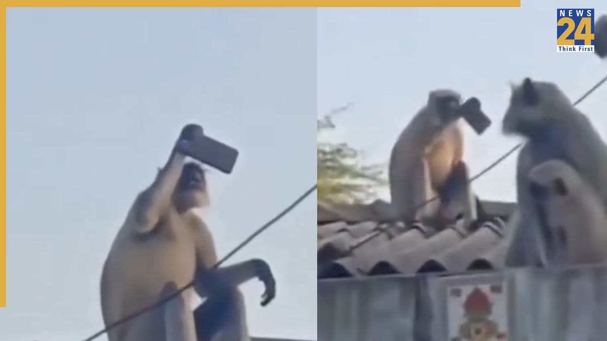 गुजरात में बंदर ने किया इंसानों जैसी हरकत, मोबाइल लेकर बैठा स्क्रीन छूते हुए - वीडियो हुआ वायरल