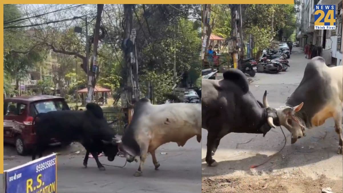 सोशल मीडिया पर वायरल हुआ सांडों का युद्ध, लोग कह रहे हैं- कभी नहीं देखा ऐसा मुकाबला