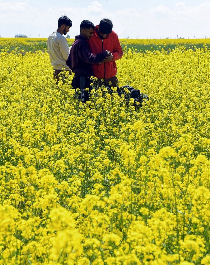 सरसों के खेतों में लगी पर्यटकों की भीड़ 