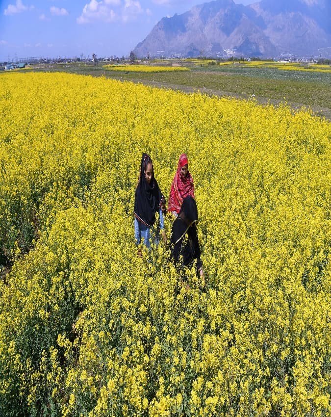 सरसों के खेतों में पहुंचे पर्यटन