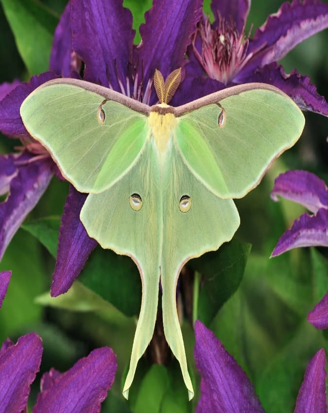 लूना मॉथ (Luna Moth)
