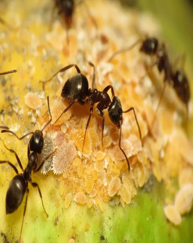 नर चींटी (Male Ant)