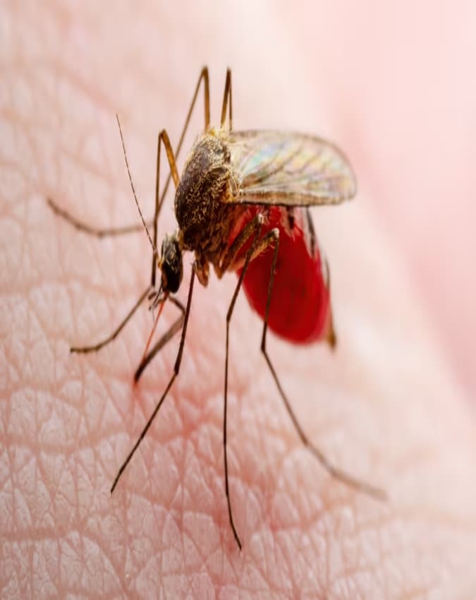 मच्छर (Mosquito)
