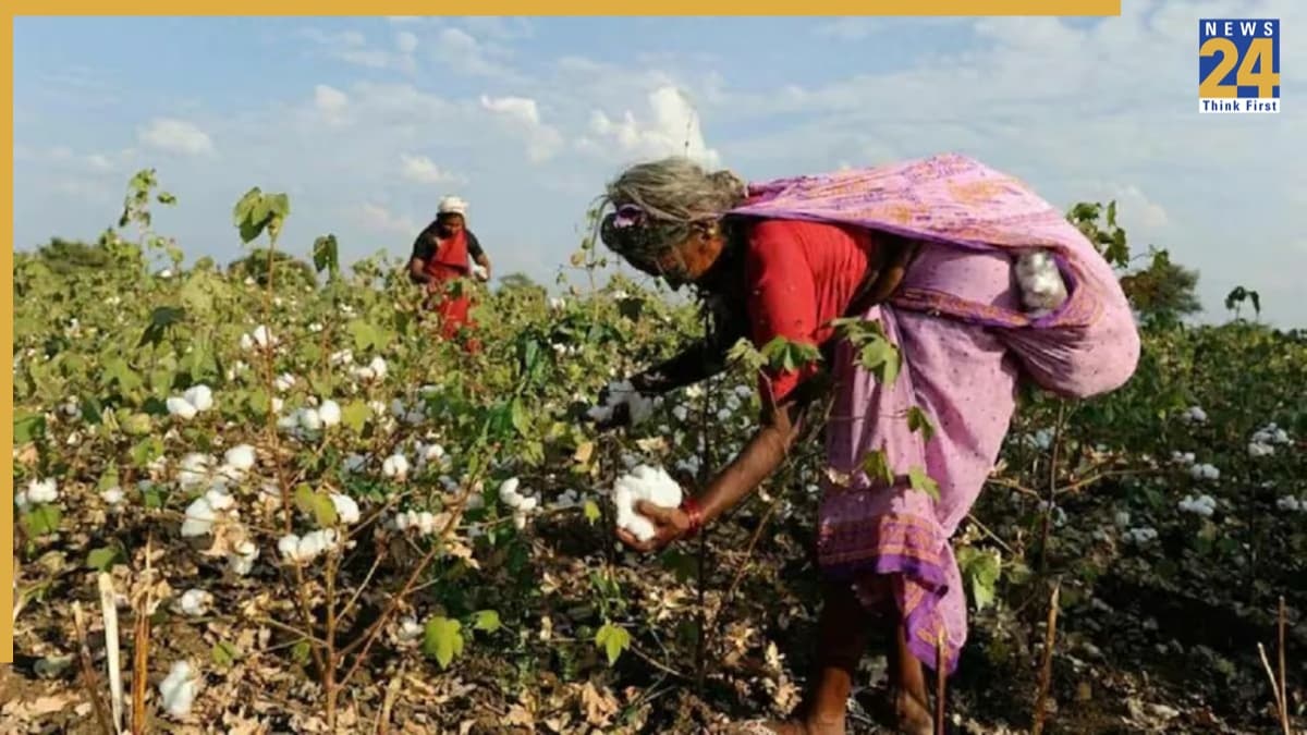 कपास किसानों को राहत: MSP सपोर्ट पर कैबिनेट की मुहर, ₹11,712 करोड़ के पैकेज को मंजूरी