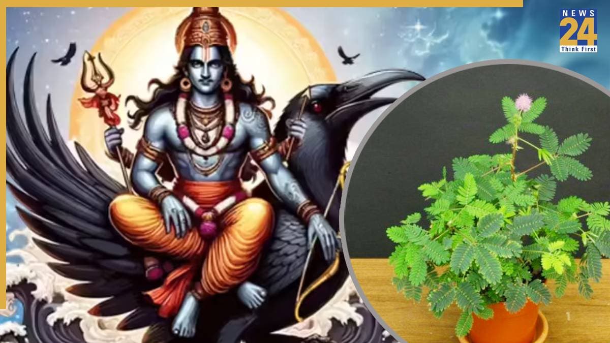 Shani Favourite Plant: शनि के अशुभ प्रभाव से राहत के लिए लगाएं ये पौधा, जानें घर में रखने की सही दिशा और फायदे