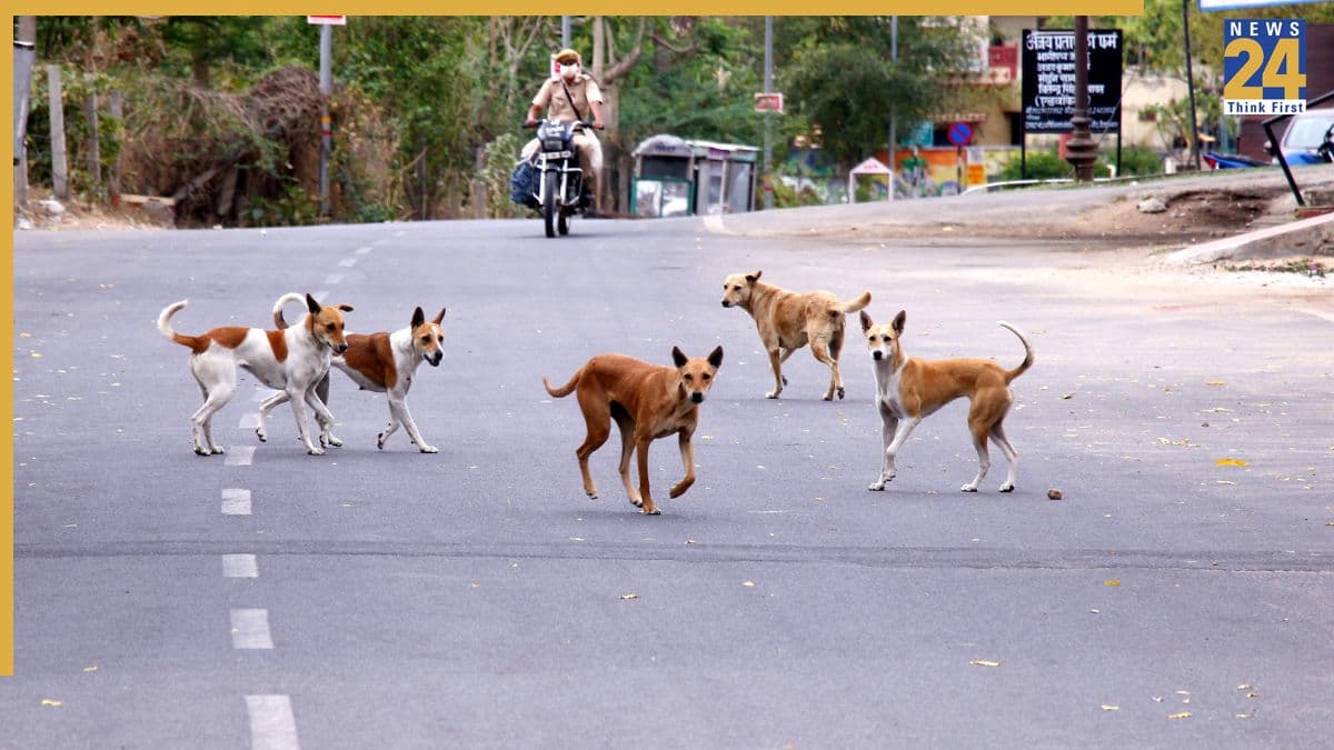 Dogs