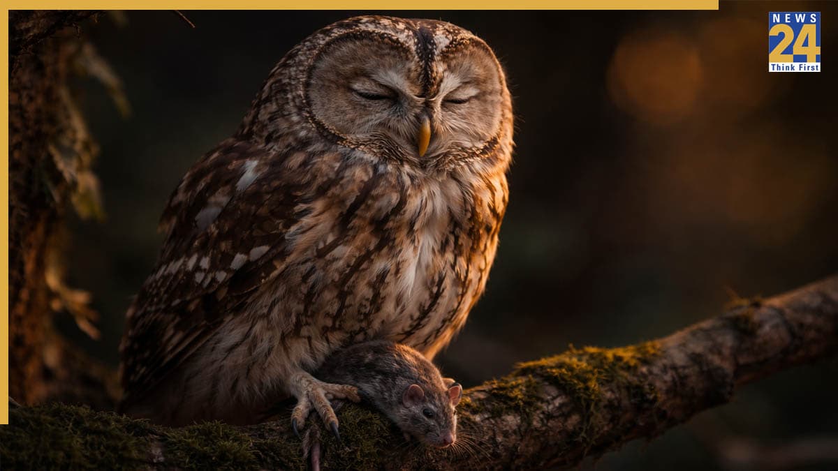 animals who cant see