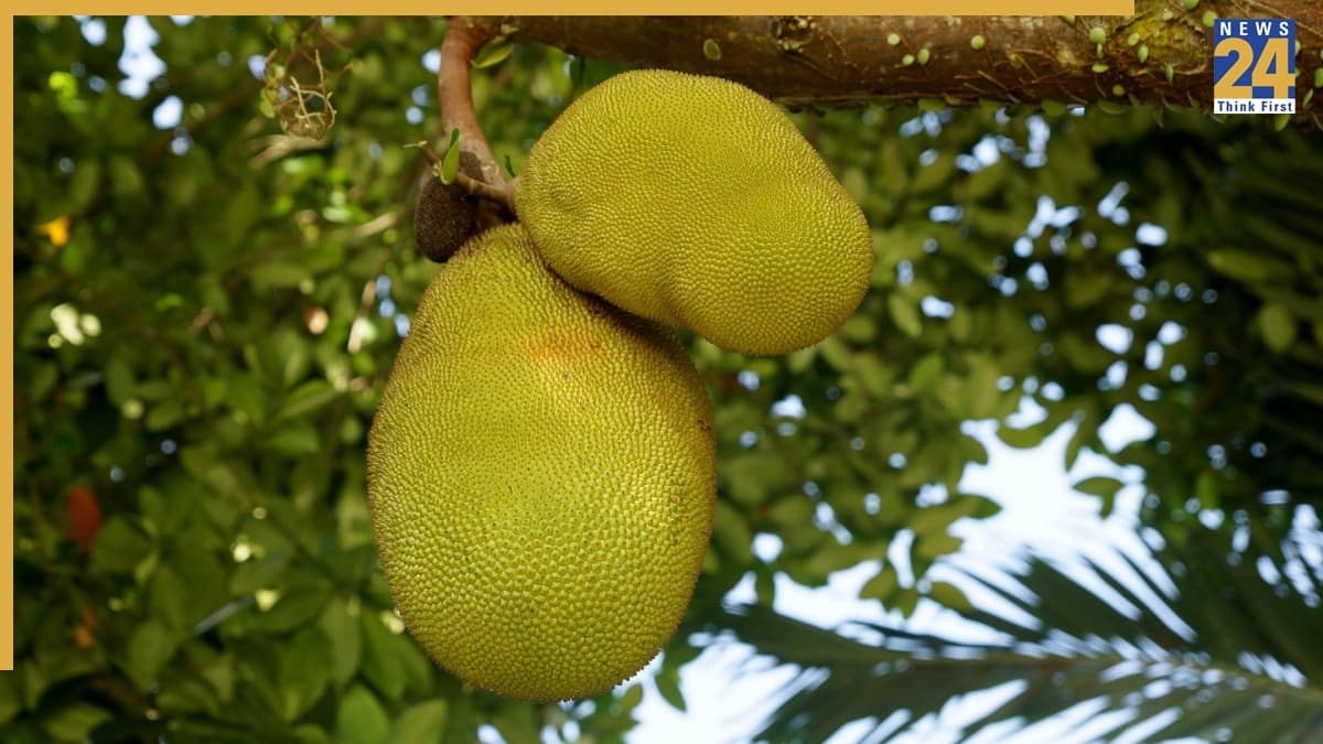 Jackfruit Side Effects