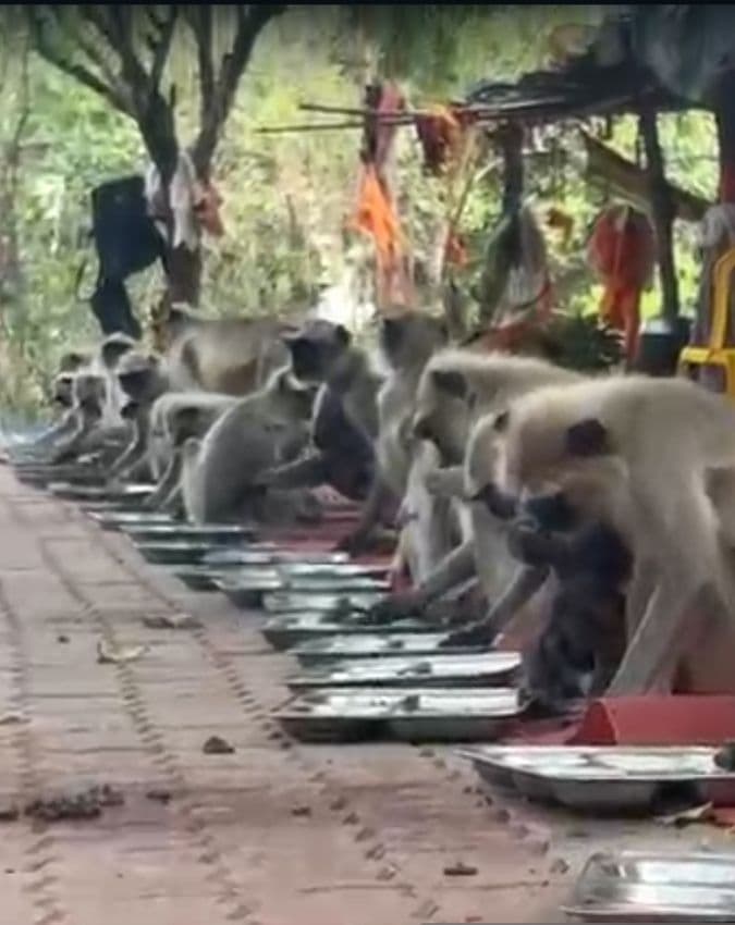 इंसानों को सीख